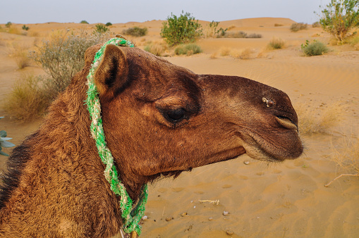 Camel in Simpson Desert, SA, Australia