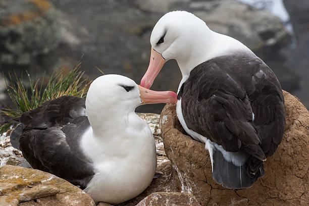 黒色-browed albatrosses nests には、 - saunders island ストックフォトと画像