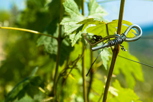 Trellised grape vines Piedmont, Italy stock photo