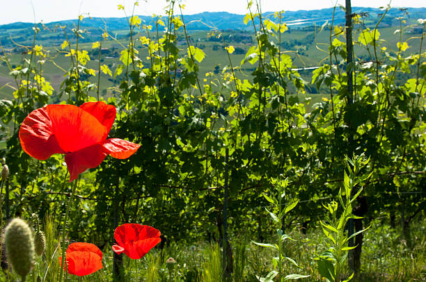 Red poppy growing in vineyard Northern Italy stock photo