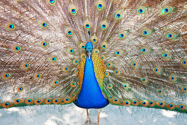 colorido peacock - mating ritual - fotografias e filmes do acervo