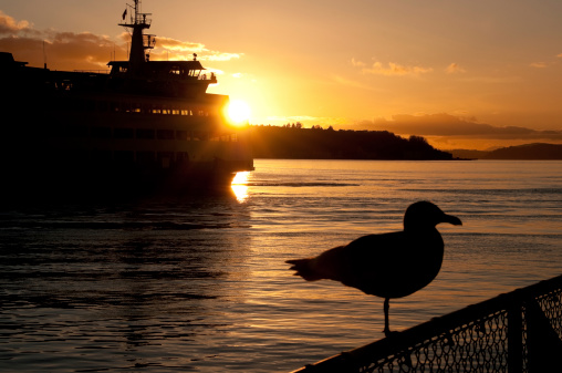 Elliot Bay sunset with a docked silhouetted Ferry and Seagull on the Seattle Waterfront.