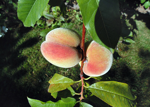 Closeup of peaches growing on peach tree in a backyard garden in the Pacific Northwest.