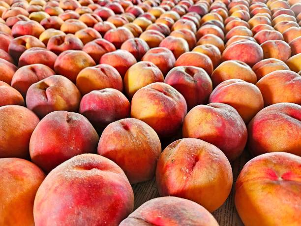 Collection Of Fresh Peaches