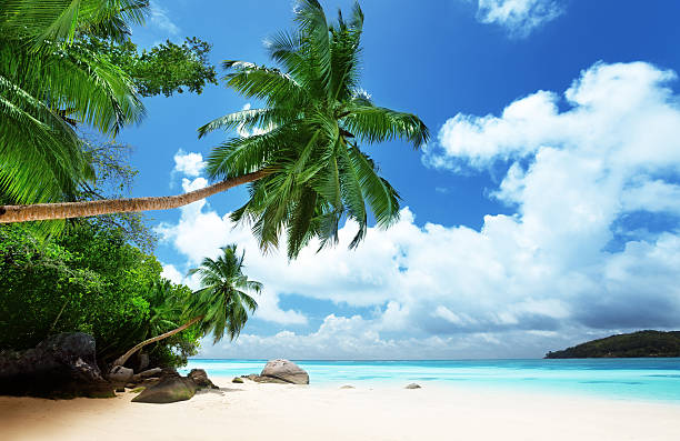istock beach on Mahe island in Seychelles 162326521
