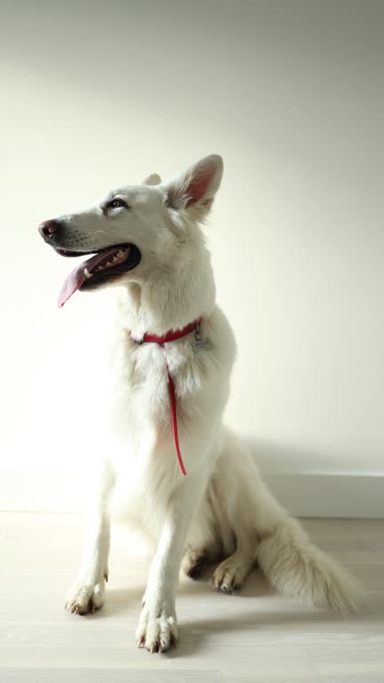 beautiful white swiss shepherd dog sitting on a white wall background. vertical video. a dog with a red collar