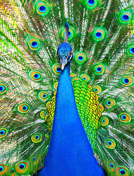 colorido peacock - mating ritual - fotografias e filmes do acervo