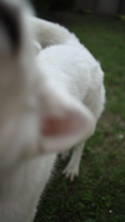 white swiss shepherd dog playing with hand teasing dog. first person view vertical video.