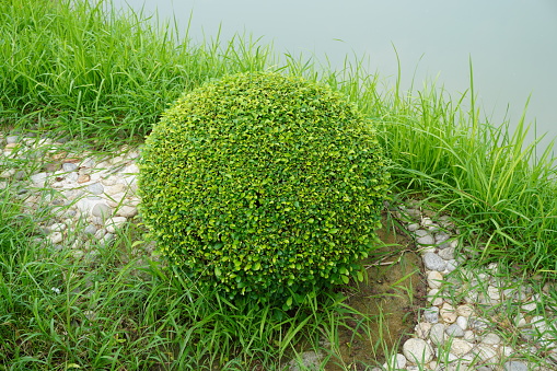 Green ornamental plant is trimmed to give an attractive shape of cotton ball candys.