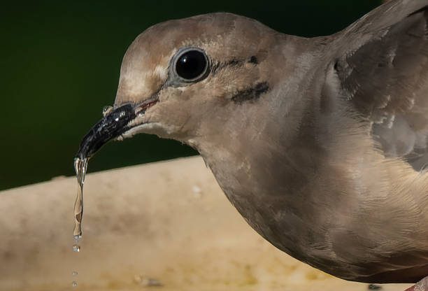 A Mourning Dove on the bird bath