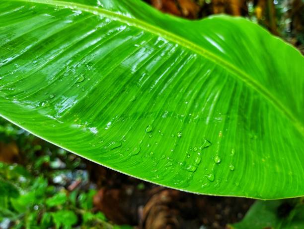 istock water droplets on green banana leaf HD 1623283596