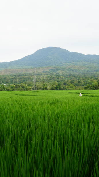 Green Paddy Field And Seulawah Mount stock photo