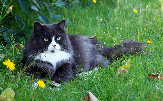 Black / grey and white longhair cat lying on grass