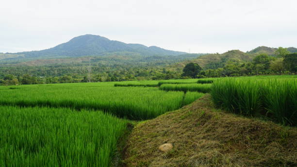 Green Rice fields on terraced in Lembah Seulawah stock photo