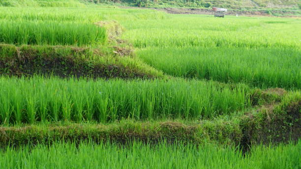 Green Rice fields on terraced in Lembah Seulawah stock photo
