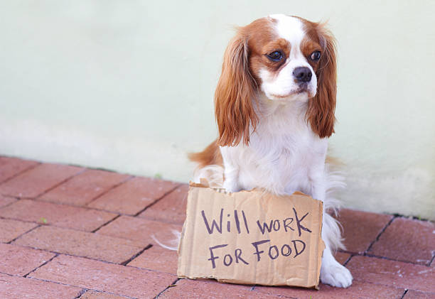 istock Cute Dog With a Cardboard Sign 162329824