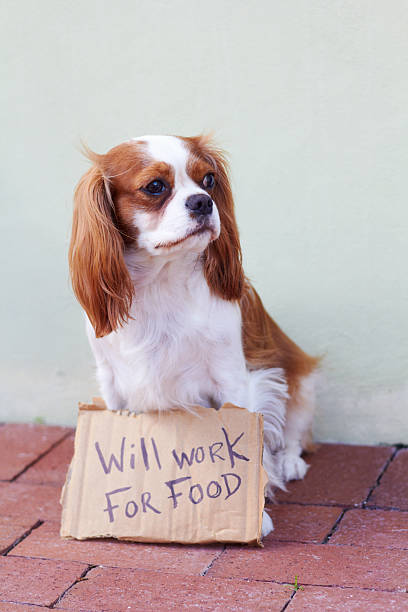 istock Dog With a Cardboard Sign 162329826