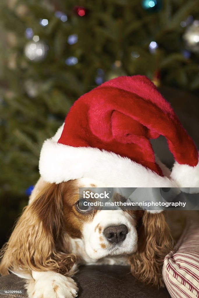 Santa Dog Santa Dog depressed for the holidays Animal Stock Photo