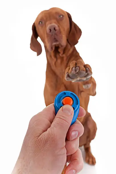 human hand holding clicker with a dog in the background with paw raised obediently  in air on white background