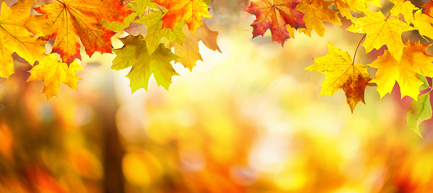 Autumn background with border of orange, gold and red maple leaves on nature park on background of sunlight with soft blurred beautiful bokeh.
