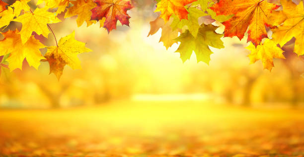 istock Original autumn background image with vibrant maple leaves in the foreground. 1623304839