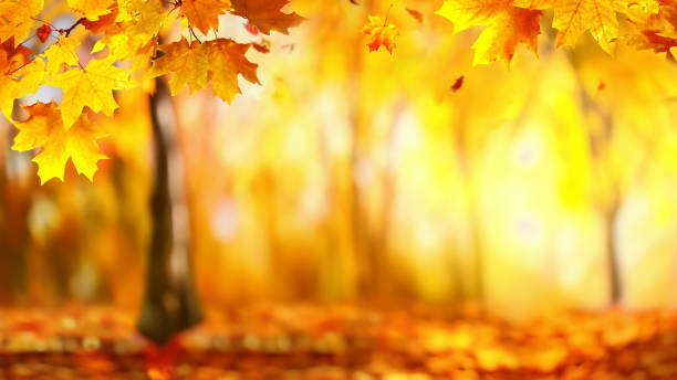istock Autumn park on a warm sunny day is a beautiful background image. 1623305916