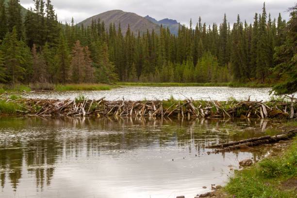 istock Beaver dam on Horseshoe Lake 1623314886