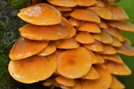 Orange mycena mushrooms (Mycena leaiana) on trunk of dead ironwood tree (aka American hornbeam) in the Connecticut woods, summer. This colorful species often grows in large clumps. After rain, as in this case, it has a sticky coating. It turns less orange with age.