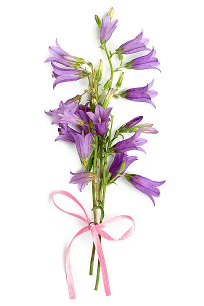 Bouquet from bell-flowers on a white background.