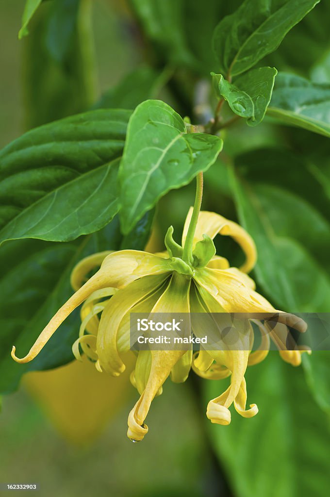 Bright yellow ylang-ylang flower on a luscious green vine Ylang-Ylang flower on tree, for the manufacture of essential oil  Ylang-ylang Tree Stock Photo