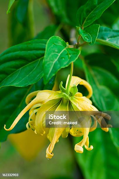 Bright Yellow Ylangylang Flower On A Luscious Green Vine Stock Photo - Download Image Now