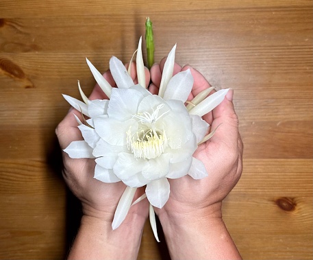 Photo of Queen of the night flower on my hands