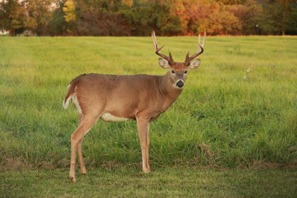 istock A big buck in autumn 1623337916