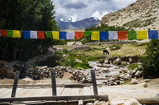 Green Desert and Himalaya with Prayer Flags, Cow Grazing and River in Upper Mustang of Nepal