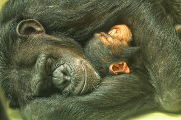 istock a monkey sleeps with a baby in the zoo 1623368720