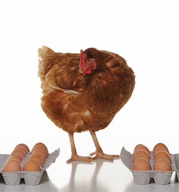Hen checking product before shipment stock photo