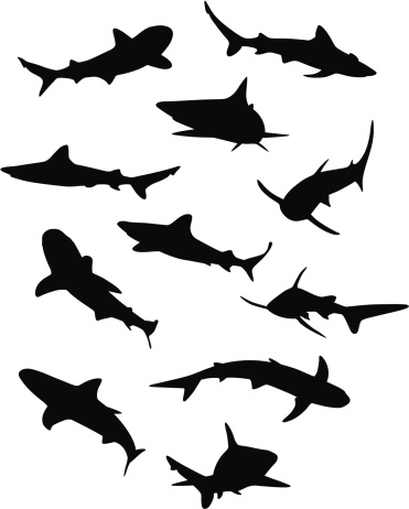 A comprehensive collection of Shark illustrations. Enjoy!