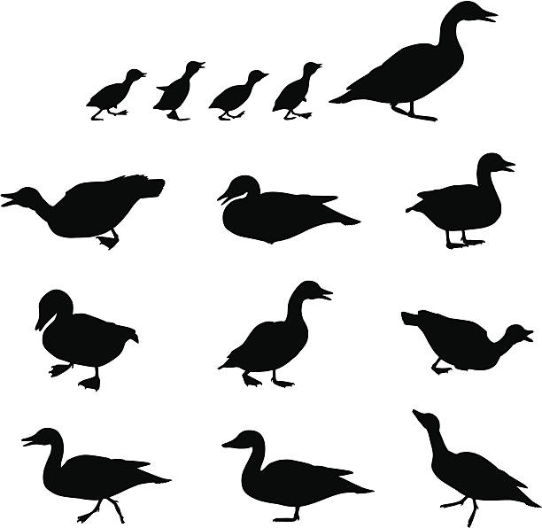 Duck on Land Collection of duck silhouette images. All stock illustrations contained in this set are thoughtfully created to represent actual duck behavior. Enjoy. duck stock illustrations