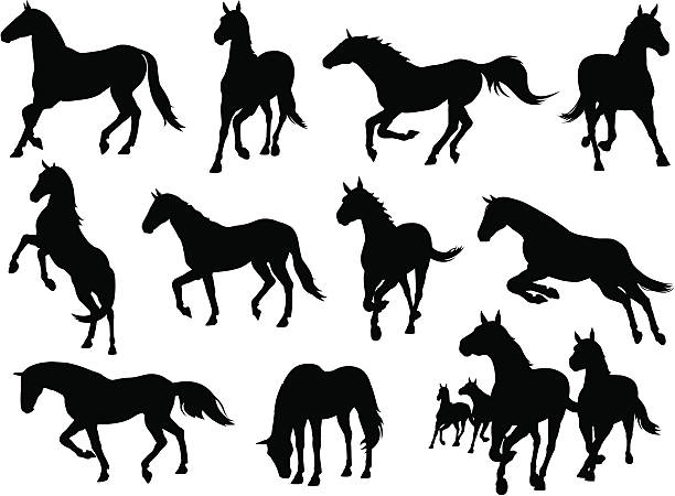 A display of horse icons in different positions of running A comprehensive collection of horse illustrations. This stock illustration set includes horses running, walking, jumping and standing. Enjoy! livestock illustrations stock illustrations