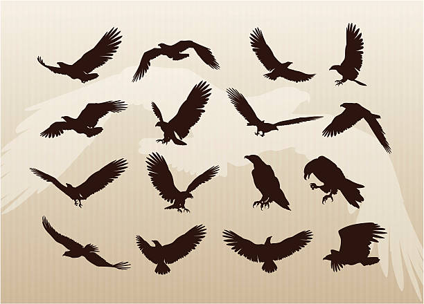 illustrations, cliparts, dessins animés et icônes de collection des eagles - flying