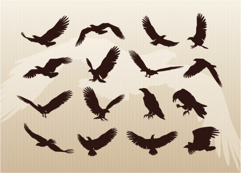 A comprehensive collection of eagle illustrations. This stock illustration set includes eagles flying, landing and standing. You also get a nice background. Enjoy!