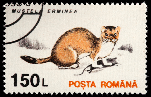 The stoat (Mustela erminea), also known as the ermine or short-tailed weasel, is a species of Mustelid native to Eurasia and North America.