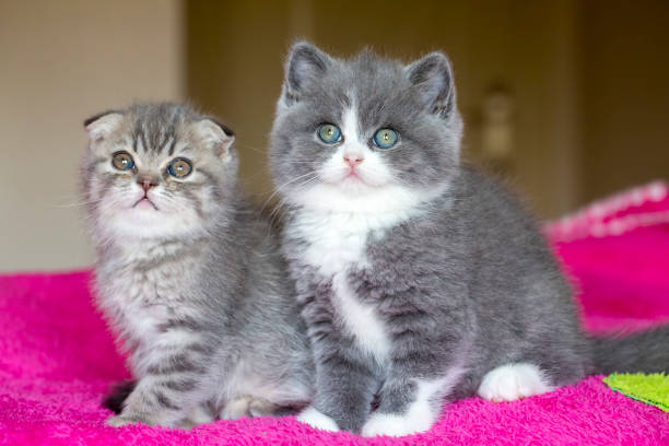 istock British bicolor kitten, grey and white cute cat 1623391636