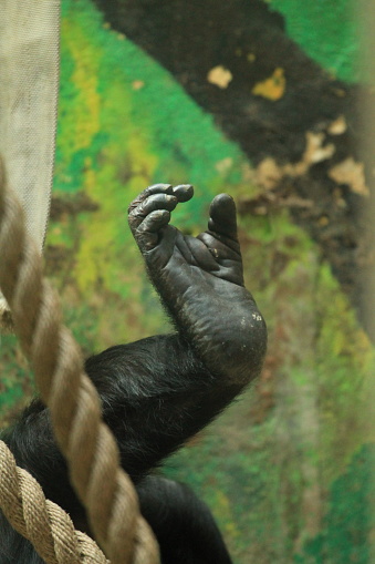 chimpanzee foot-zoo