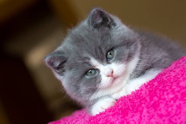 istock British bicolor kitten, grey and white cute cat 1623396438