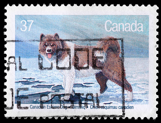 istock Canadian Eskimo Dog Vintage Postage Stamp 162339823