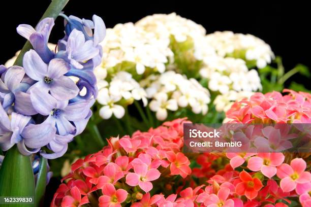 Foto de Flor e mais fotos de stock de Kalanchoe - Kalanchoe, Amarelo, Beleza natural - Natureza