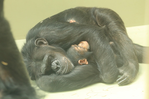 chimpanzee in the zoo