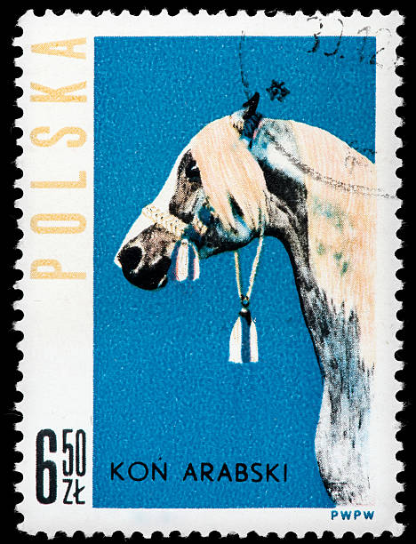 istock Arabian Horse Postage Stamp 162340030