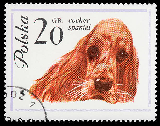 istock Cocker Spaniel Dog Vintage Postage Stamp 162340067